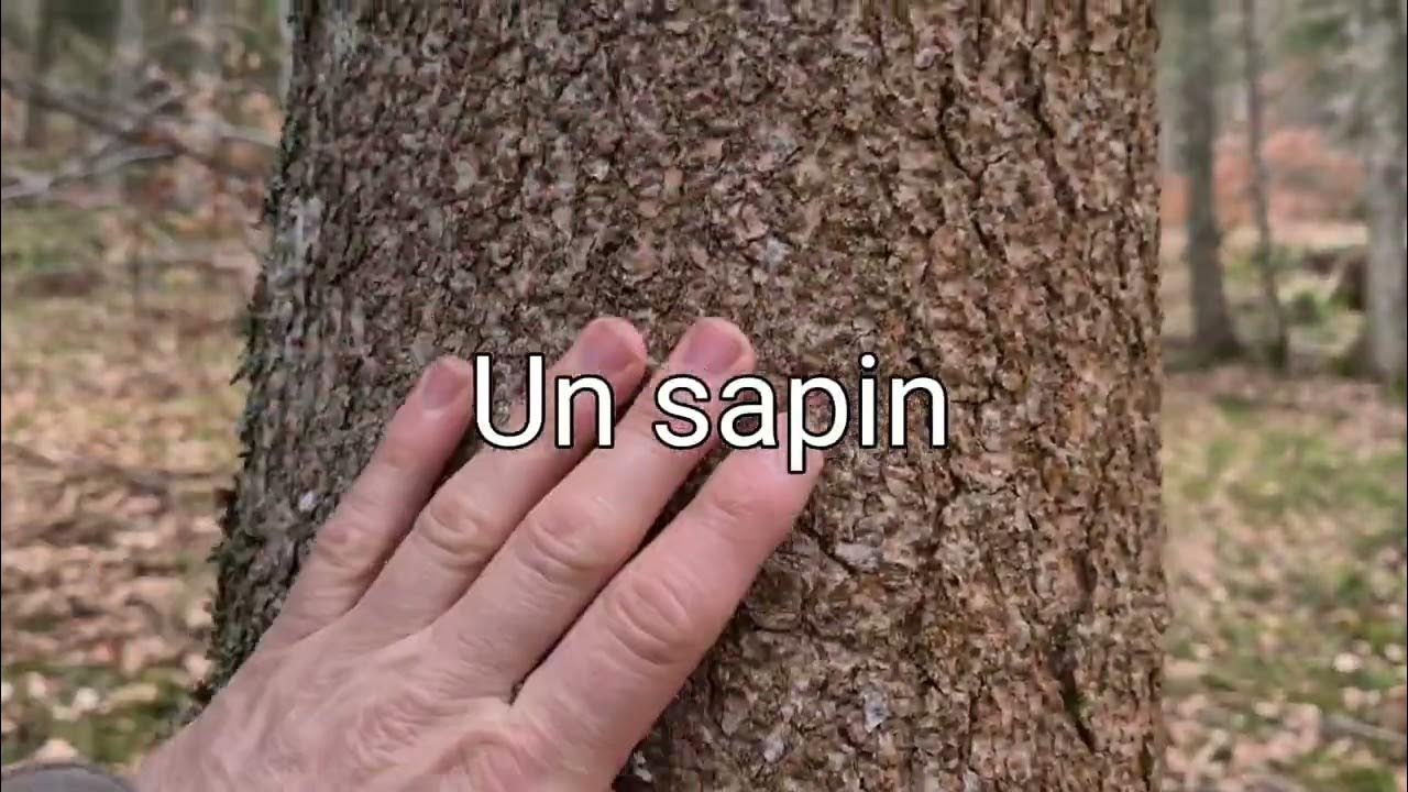 Reconnaître les résineux différence entre un sapin pectiné et un