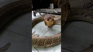 king cobra golden nyerang saat di keluarkan.. !! #kingcobra #ular #mandapetualang #animals #shorts