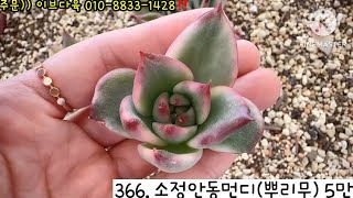 (5월6일) 통통? 뚠뚠? 소정안동먼디 프랭크3호 자구&기적(3만) 좋아요❤ #이브다육