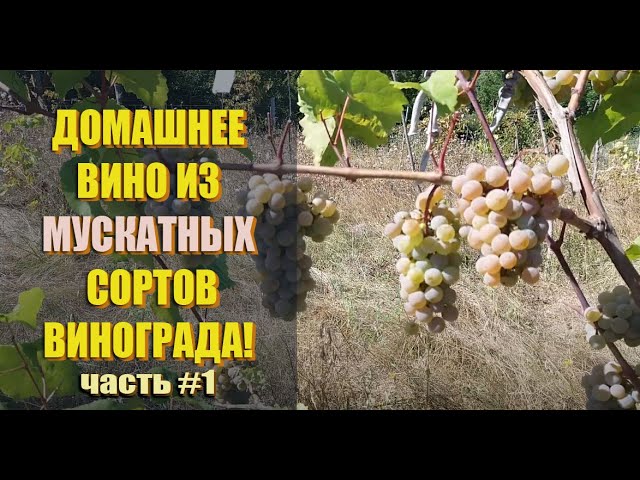 Как сделать МУСКАТНОЕ вино и КАРАМЕЛЬНОЕ вино. ДОМАШНЕЕ ВИНО ИЗ МУСКАТНЫХ СОРТОВ ВИНОГРАДА! Часть 1