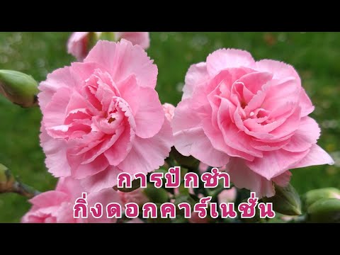 วีดีโอ: ดอกคาร์เนชั่น: หลากหลายพันธุ์พร้อมคำอธิบาย