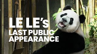 Farewell to Le Le: Giant panda cub's last public appearance at River Wonders