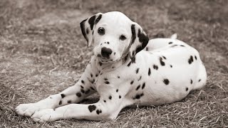 How to Train Your Dalmatian to Be a Therapy Dog