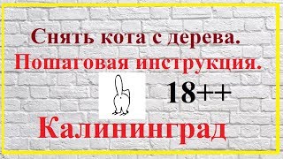 Калининград.Снять кота с дерева.Пошаговая инструкция. Калининград.Снять кота с дерева.Пошаговая инструкция.