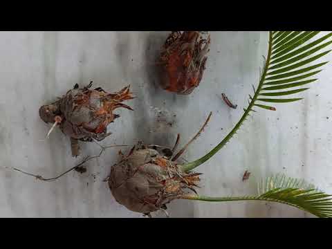 Video: Sago Palm Sumu Katika Paka - Mimea Yenye Sumu Kwa Paka - Sago