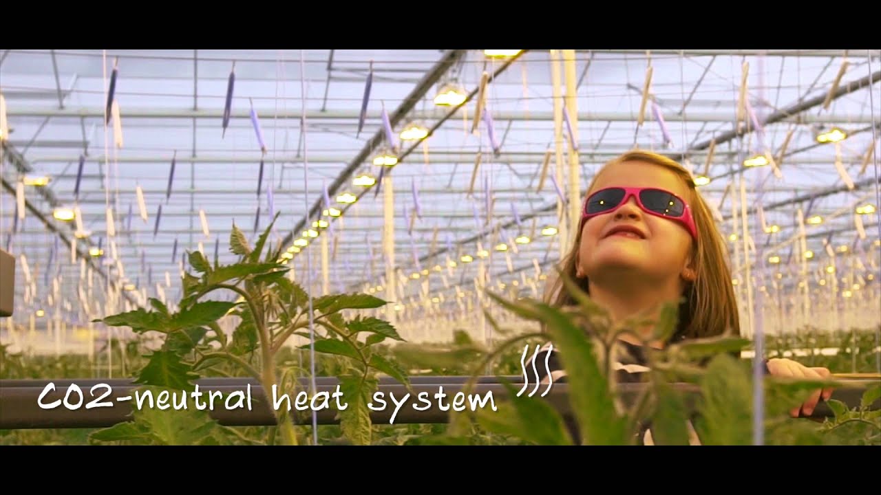 Tomeco | What makes our tomatoes 'feel good' tomatoes?