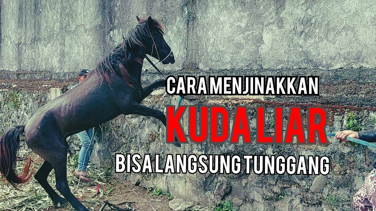 menjinakkan kuda liar yang baru datang