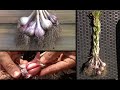 Faire pousser de l'ail à partir de gousses en pot / Growing garlic in container
