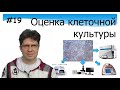 Оценка клеточной культуры. Микроскопия. Биохимия. Метаболическая активность. Флюорисценция.