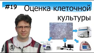 Оценка клеточной культуры. Микроскопия. Биохимия. Метаболическая активность. Флюорисценция.