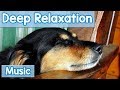 15 Hours of Deep Relaxation Music for Dogs! Music to Relax Your Dog Completely and Help with Sleep!