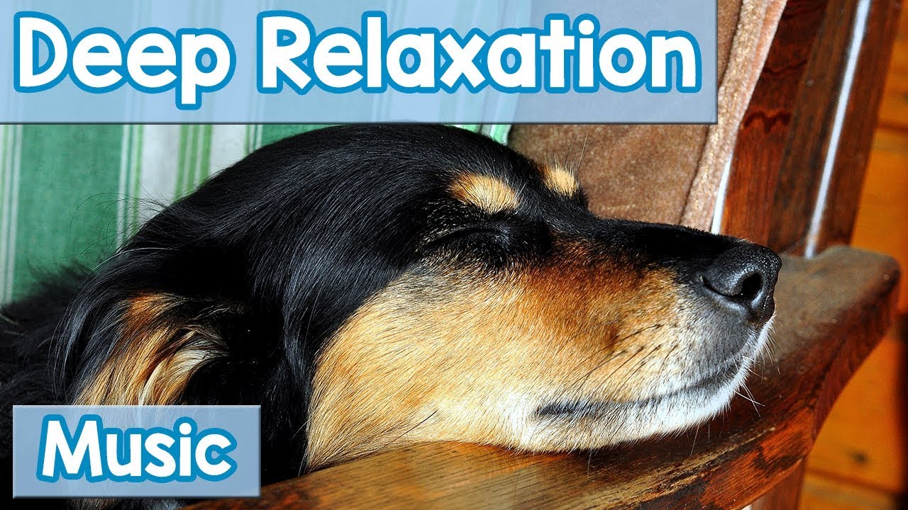 15 Hours of Deep Relaxation Music for Dogs Music to Relax Your Dog Completely and Help with Sleep