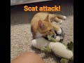 scat attack