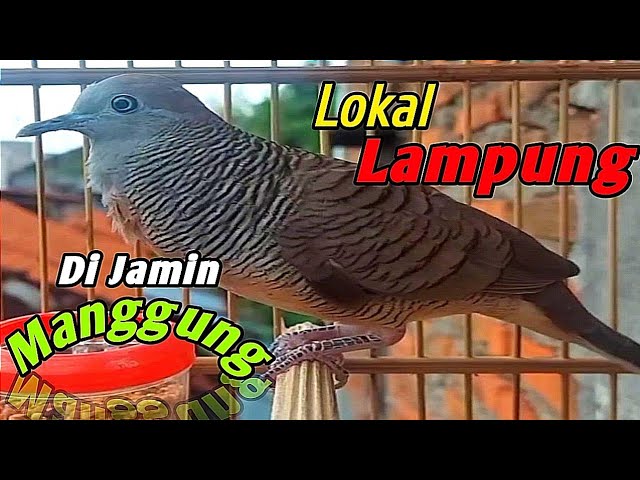 Perkutut lokal GACOR asli lokal LAMPUNG. class=