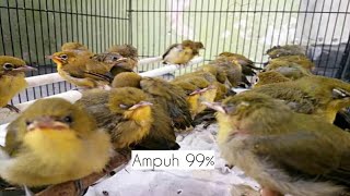 suara pleci betina dan Terapi air