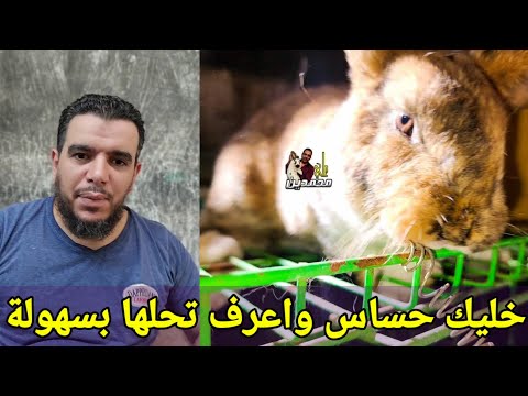 نقطة المحترفين جهزت العنبر والارانب في نافق وطريقة سهلة لحلها