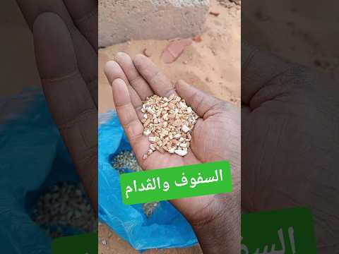 مع الشانطي وفي وقت الحصلة غير السفوف والقدام اليوم تنحشات لي في الماء البارد