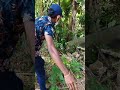 rescue snake නූලක පැටලුන නයෙක් නිදහස් කිරිම