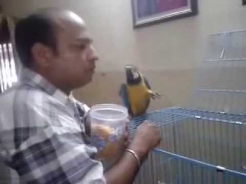 PET SHOP CHANDIGARH +91-98153-71968 SHEENA KENNEL MOHALI ! PANCHKUILA ! INDIA PET SHOP CHANDIGARH +91-98153-71968 SHEENA KENNEL MOHALI ! PANCHKUILA ! INDIA