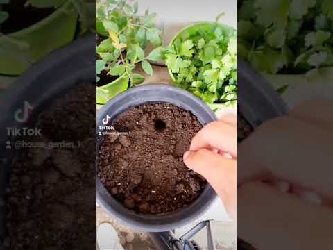 يلا نزرع البطيخ