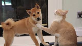 [Pepper the Shiba] How dog and cat fight