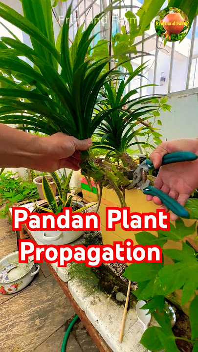 Pandan Plant Propagation Properly #pandan #propagation #shorts