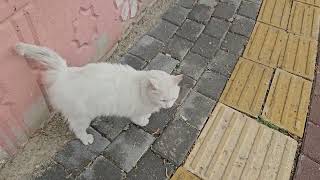 Крошечное мяуканье старой белой бездомной кошки