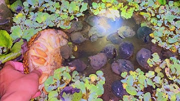 CHO ỐC BƯƠU ĐEN ĂN MÍT CHÍNH VÀ CÁCH NUÔI ỐC CON MỚI NỞ