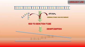 Polymerase Chain Reaction | ANIMATION | PCR