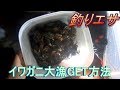 ＃20《釣り》餌を獲りに行こう！イワガニ編