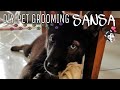 DIY PET GROOMING - SANSA | PALYNERZ VLOG OFFICIAL | VLOG #52