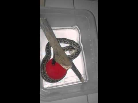 Normal burmese python eating mice