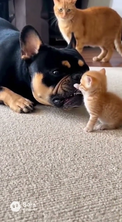 Giant Dog Gets startled by a cat's paw!