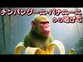 チンパンジーニ・バナニー二から逃げて!迫りくる恐怖のホラー選択クイズ【7問+ミニゲーム】#めーちゃん
