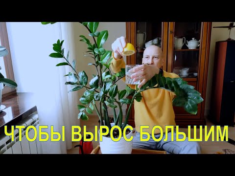 Протри этим листья замиокулькаса, и он оживет.