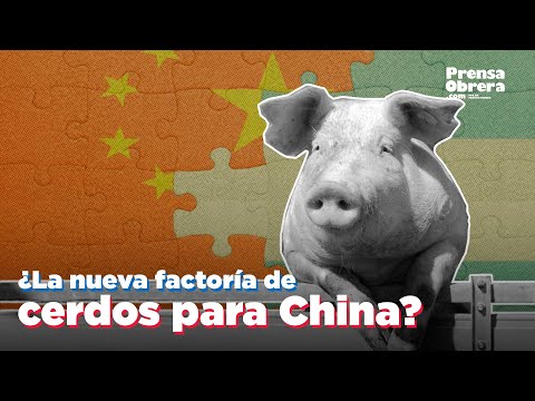 Vídeo: El Estado Filogenético De Los Cerdos Nativos Chinos Típicos: Analizado Por Secuencias Genómicas Mitocondriales De Cerdo Asiáticas Y Europeas