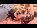 La raza de cerdo más pequeña del mundo - razas de cerdo !! Mini cerdo!!! Mini pig