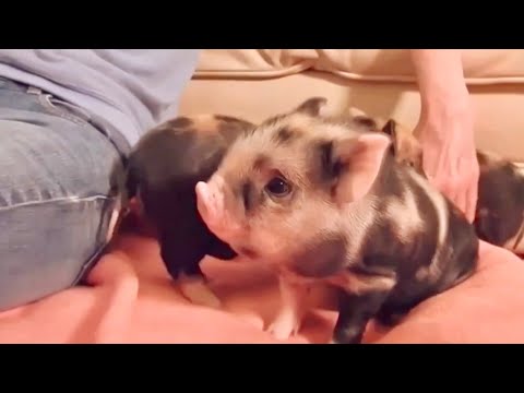 Video: Cerdos Miniatura - Viviendo en una Pequeña Granja