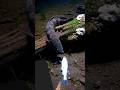 This fishing video looks like a piece of art 🎨🐠Simply breathtaking beauty! #bigfish #fish #fishing