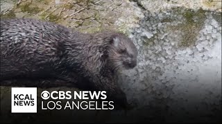 SoCal's biggest aquarium takes in orphaned sea otters to raise them for the wild