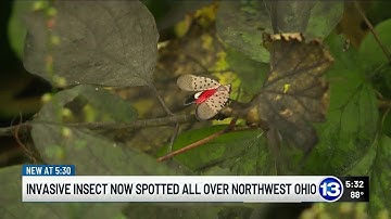 Invasive insect now spotted all over Northwest Ohio