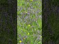 #Mediation #stress relief #sleep #music with a little glimpse into nature’s incredible tiny hero’s