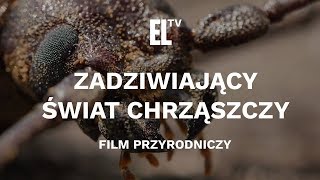 Amazing world of beetles  a natural movie