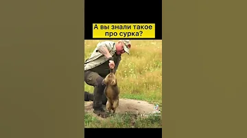 А вы знали такое про сурка? // Охотник и рыболов