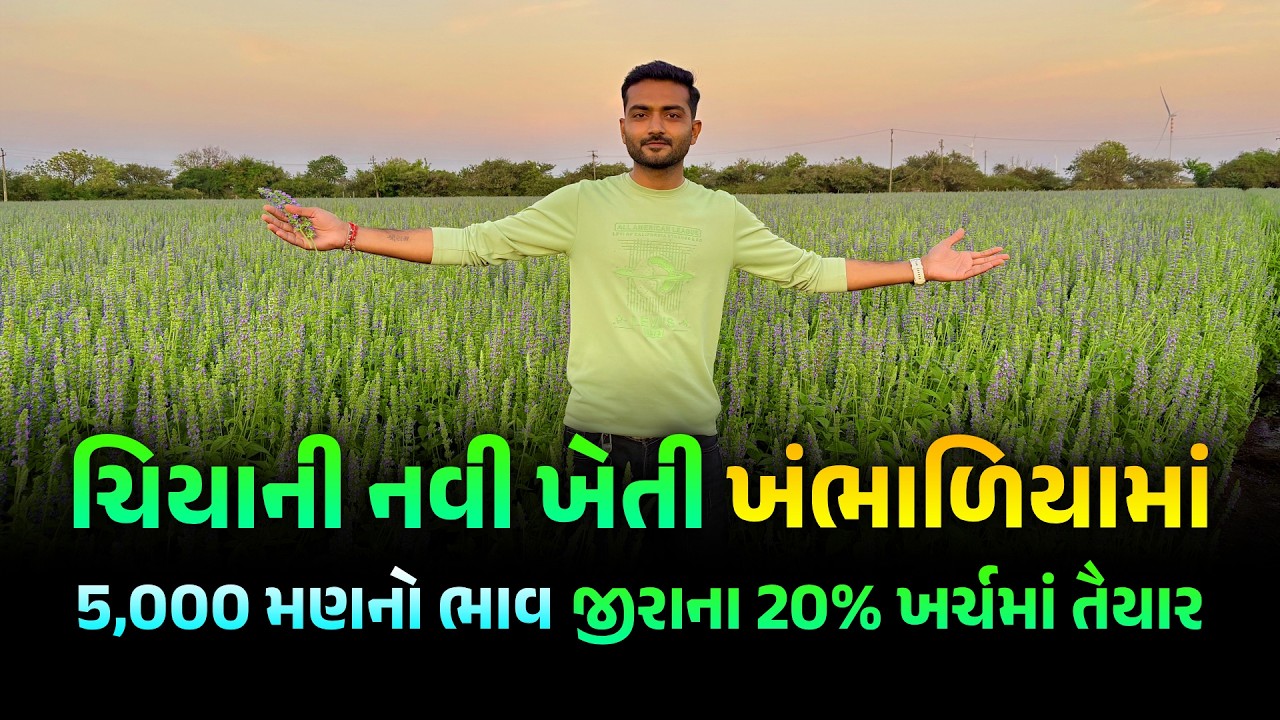 સાવ નવી ખેતી: ચિયાની ખેતી કેવી રીતે કરવી વાવણી થી કાપણી બધી માહિતી | Chia Seeds Benefits | Bhadthar