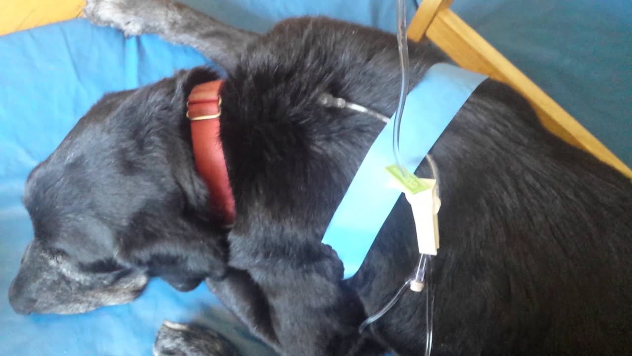 Subcutaneous dog drip part 2 YouTube