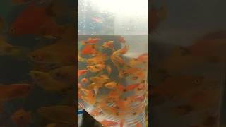 galiff strit fish market/Indian biggest coloring fish market/shorts viral fish aqua aquarium