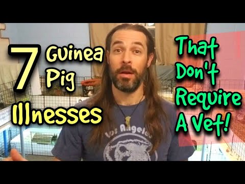 Video: How To Treat Worms In Guinea Pigs