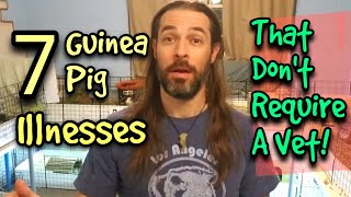 7 Guinea Pig Illnesses That Don't Require A Vet!