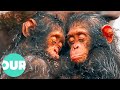 The First Recordings Of The Chimpanzees Of Tanzania | Our World